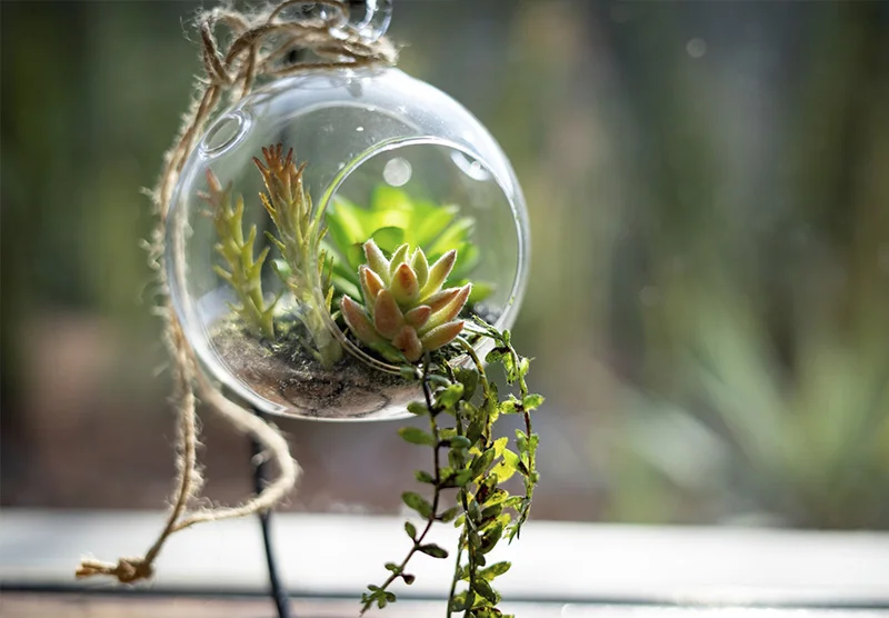 Psiquiatras Especialistas